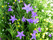 2005-06-24: Ängsklocka. Dalarnas landskapsblomma